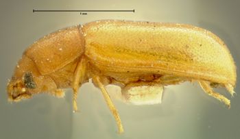 Media type: image;   Entomology 34128 Aspect: habitus lateral view